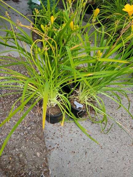 4) Daylily