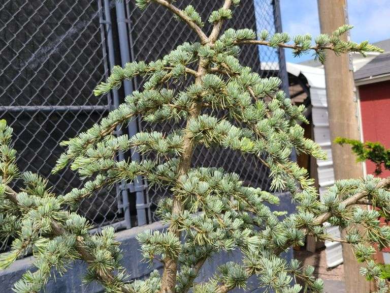 Blue Atlas Cedar