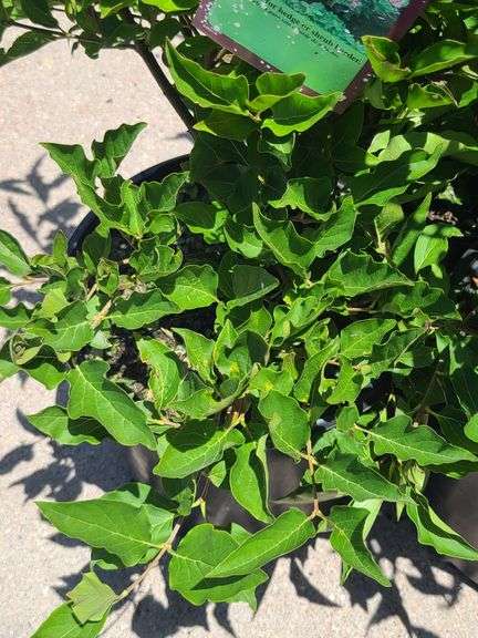 3) Miss Kim Lilac Plants