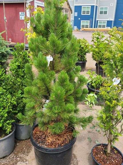 Austria Pine