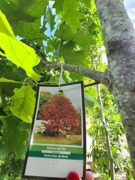 Northern Red Oak