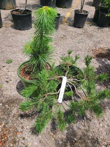 Mugo Pine, Western White Pine