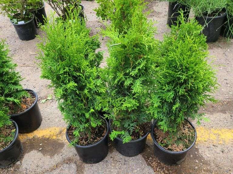 6) Emerald Green Arborvitae