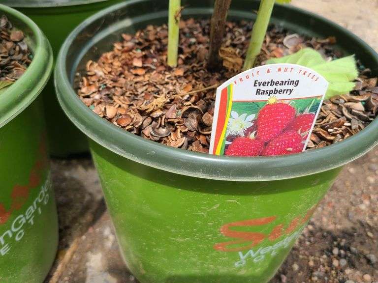 1) Red Raspberry and 2) Everbearing Raspberry