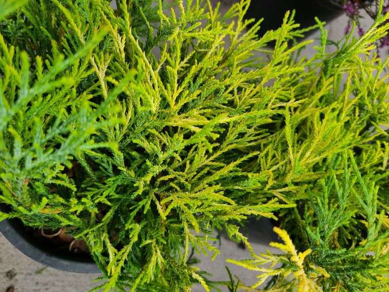 4) False Cypress
