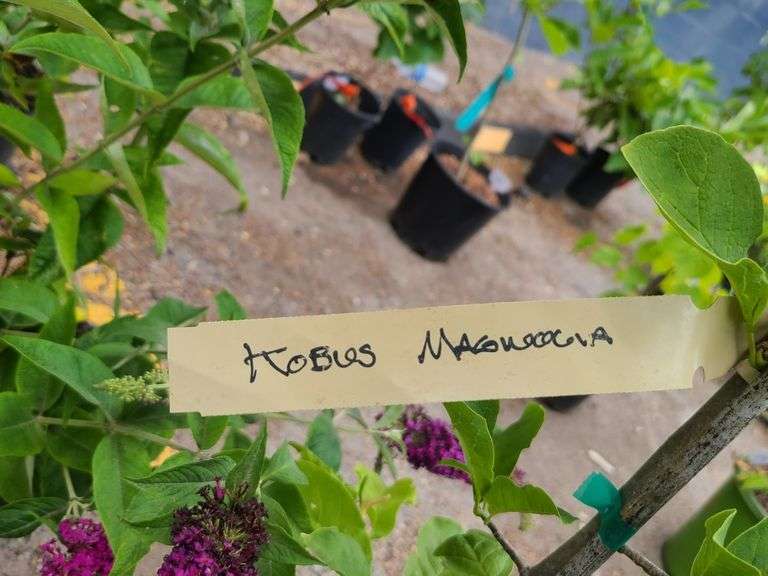 Kobus Magnolia