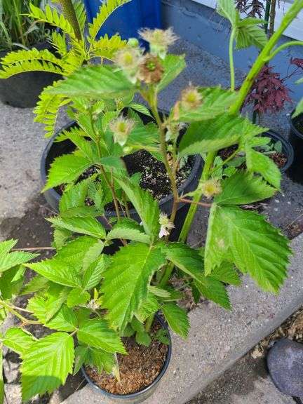 Thornless Boysenberry