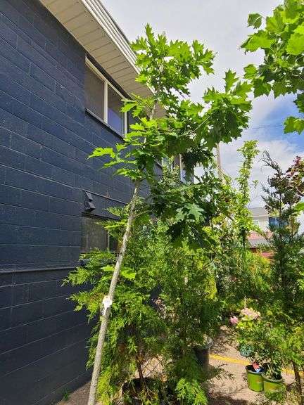 Northern Red Oak