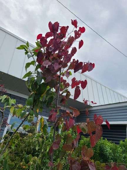 Eastern Redbud