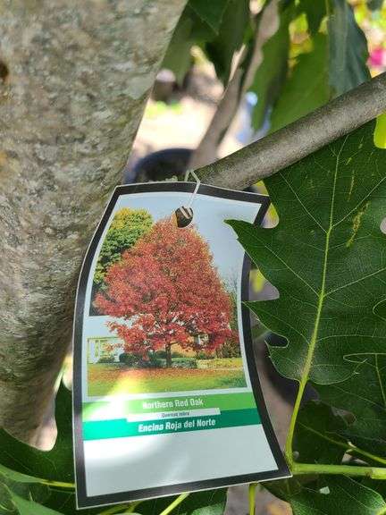 Norther Red Oak