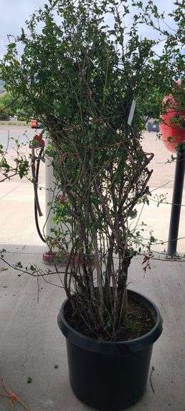 Bluecrop Blueberry Tree