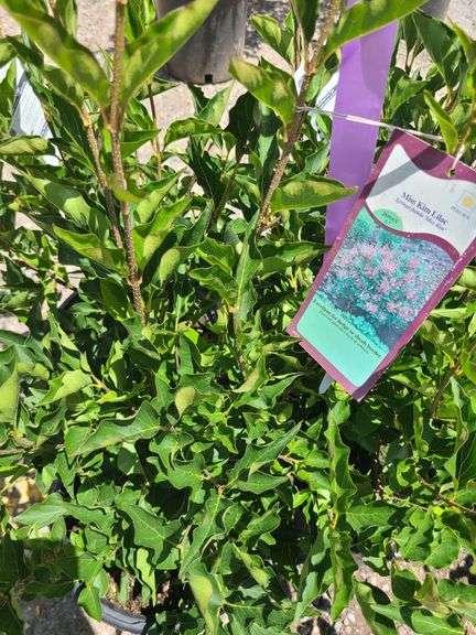 4) Miss Kim Lilac Plants