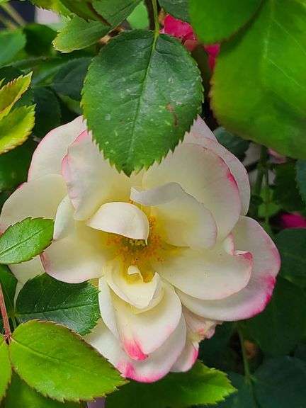 2) Rose Bushes