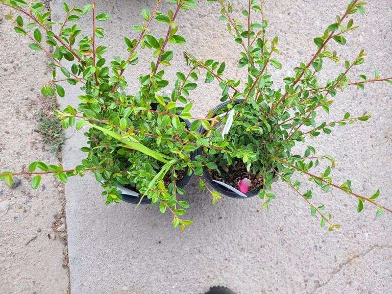 2) Cotoneaster Coral Beauty