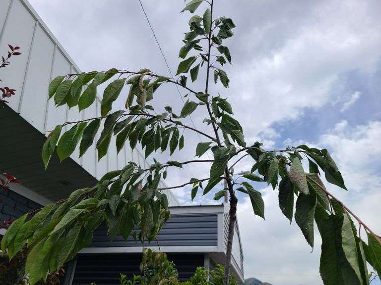 Cherry Tree