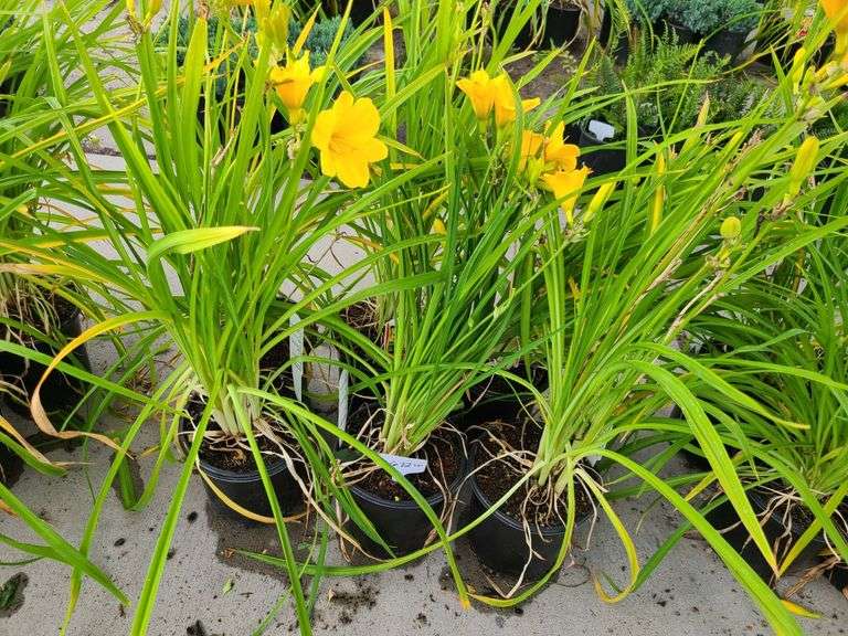 6) Daylily