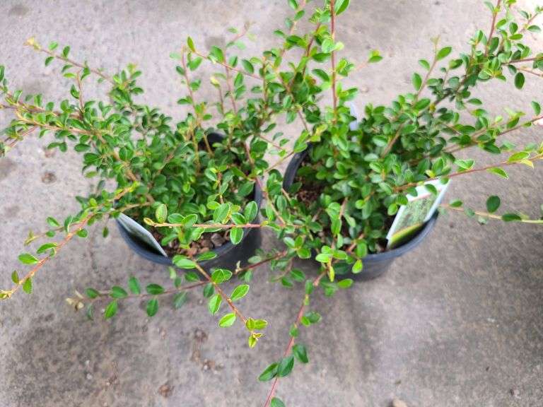 2) Cotoneaster Coral Beauty