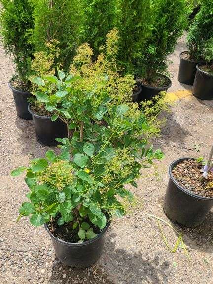 Smoke Bush