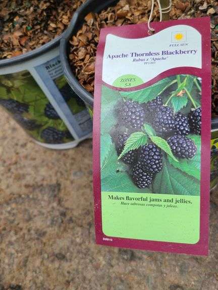 2) Apache Thornless Blackberry