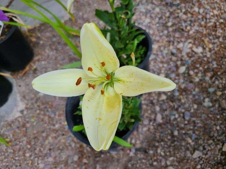 2) Dwarf Asiatic Lilies