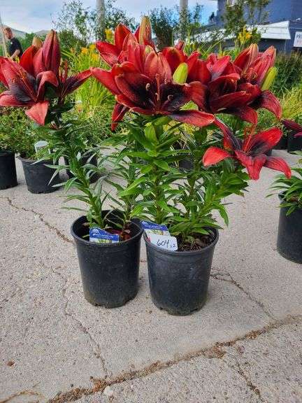 2) Dwarf Asiatic Lilies