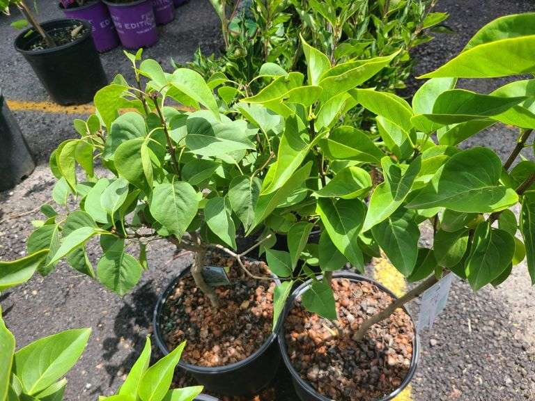 3) Old Fashioned Lilac Plants