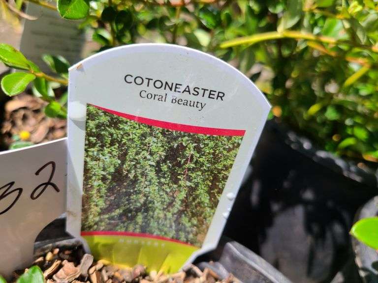 4) Cotoneaster Coral Beauty