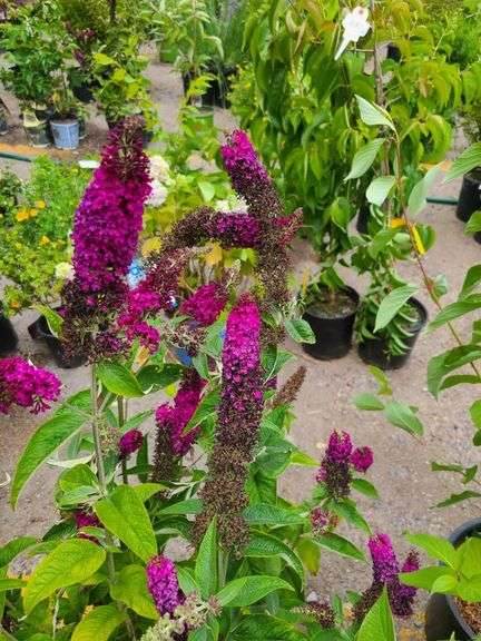 4) Miss Molly Butterfly Bush