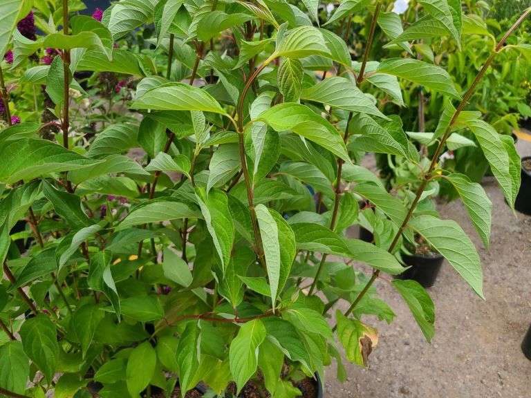2) Redtwig Dogwood