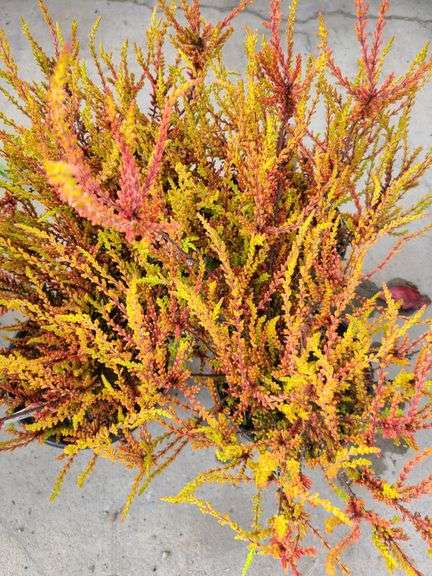 4) Calluna Vulgaris Firefly