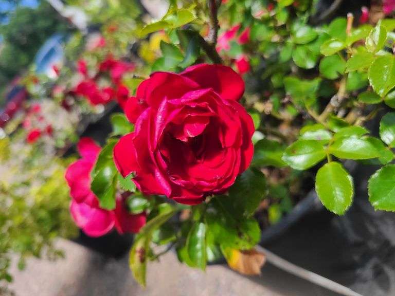 2) Rose Bush