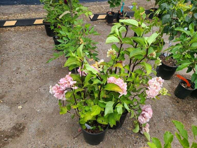 2) Hydrangea