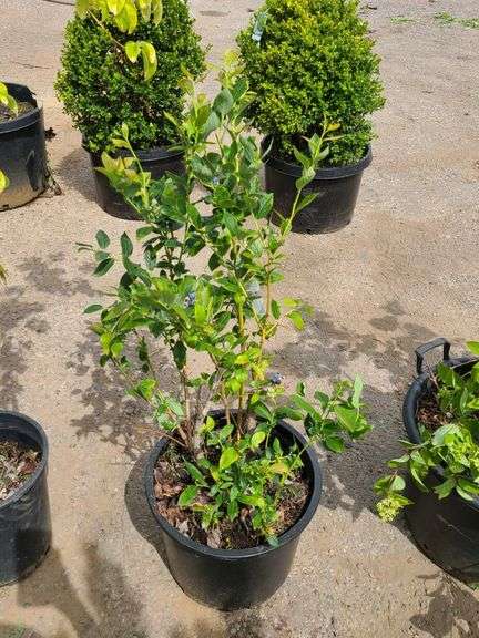 Blueberry 'Duke'
