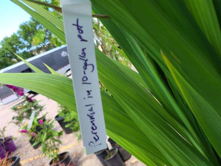 Lucifer Montbretia