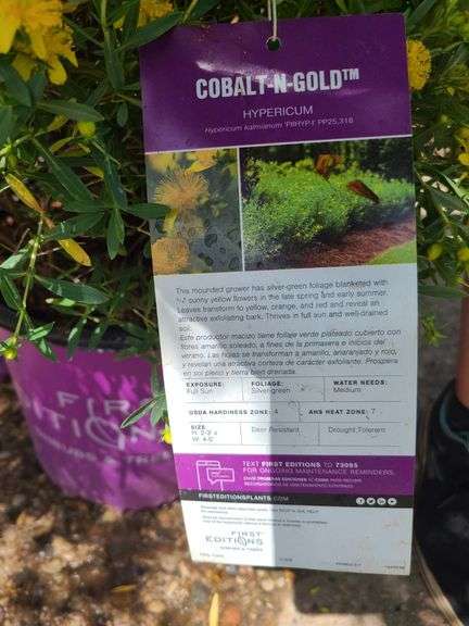 7) Cobalt-N-Gold Hypericum