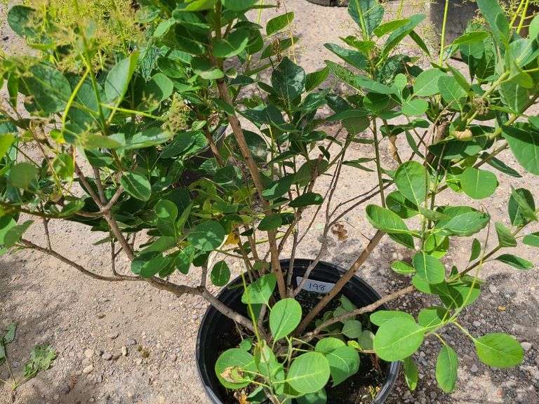 Smoke Bush