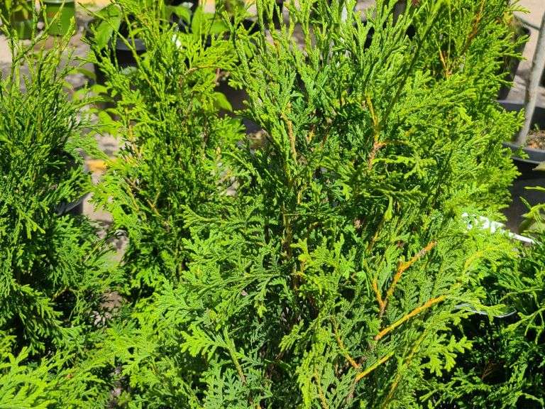 6) Skybound Arborvitae