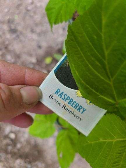 2) Raspberry Plants