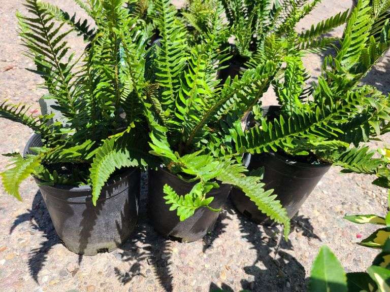 3) Western Sword Fern