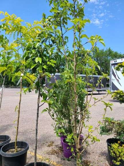 Cleveland Select Flowering Pear Tree, Apple Tree