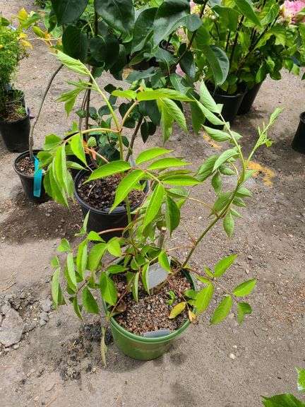 Bob Gordon Elderberry