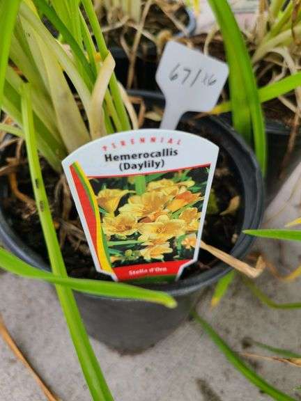 6) Daylily