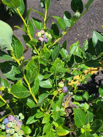 Blueberry Plant