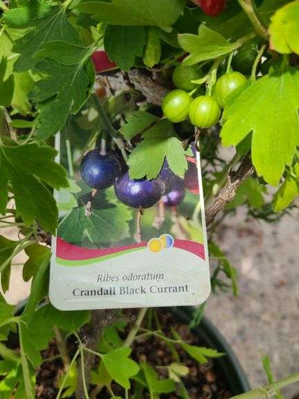 Crandall Black Burrant