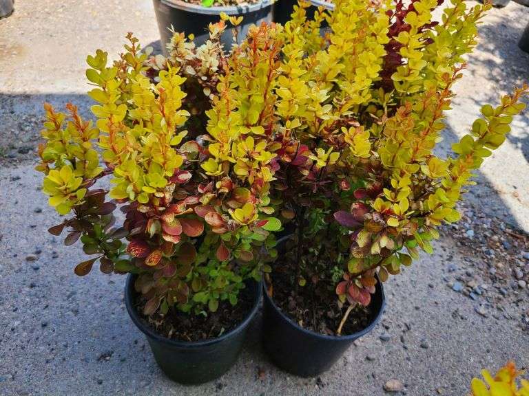 4) Barberry Bushes