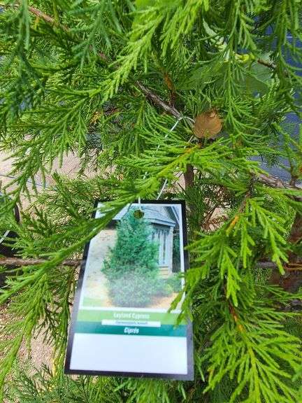 2) Leyland Cypress