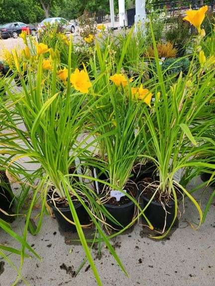 6) Daylily