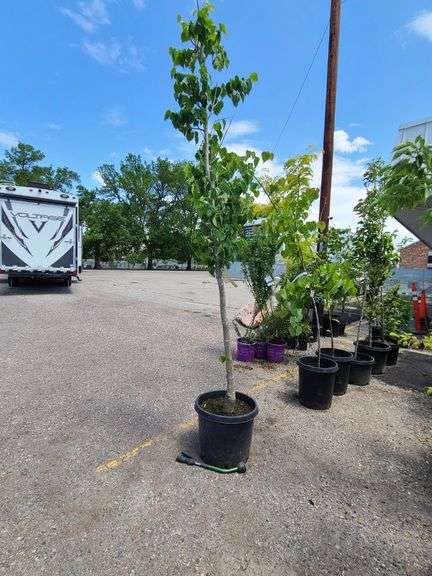 Shade Tree