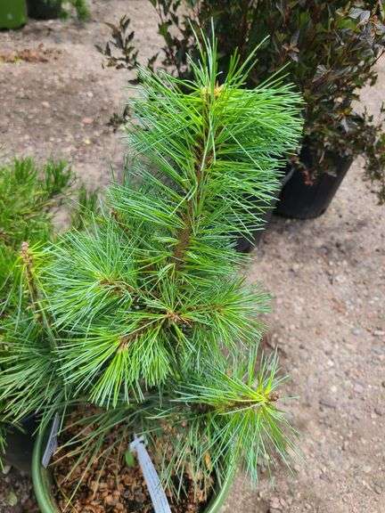 Mugo Pine, Western White Pine