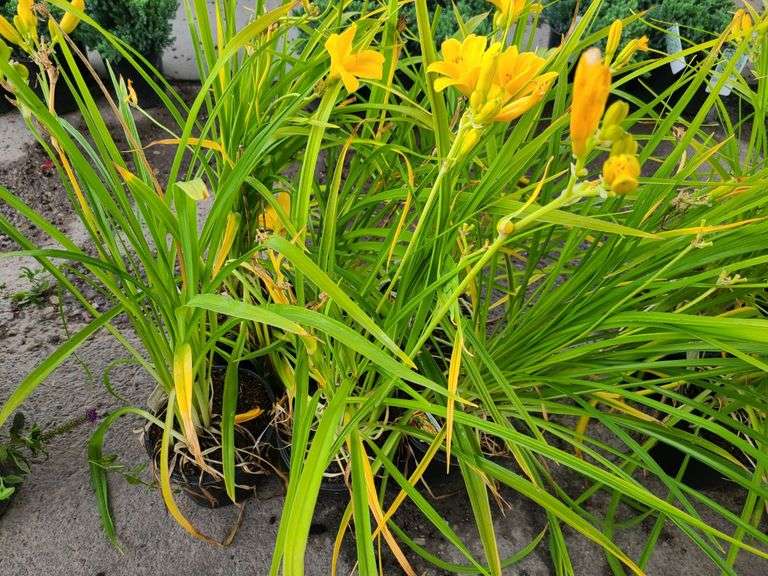 6) Daylily